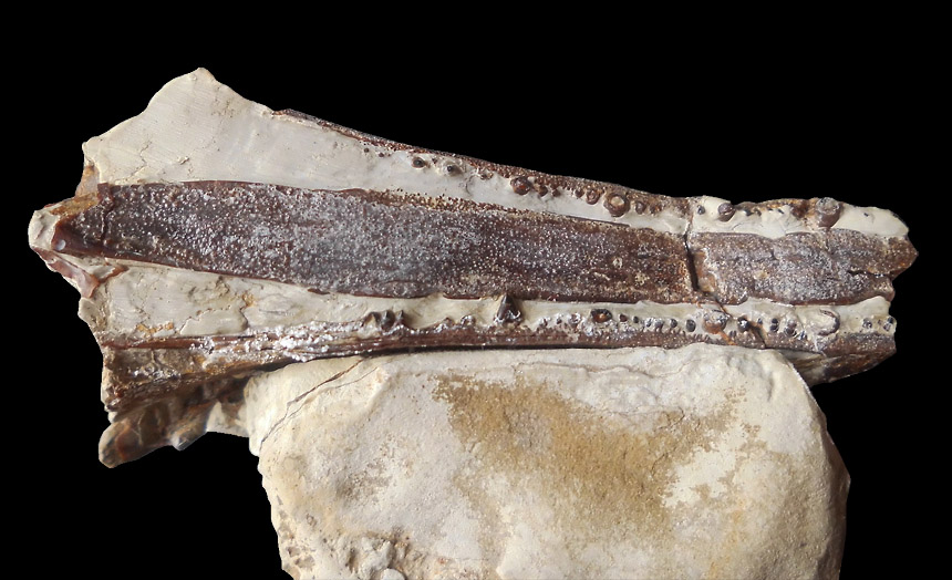 05 - Fossil des Monats Mai 2017