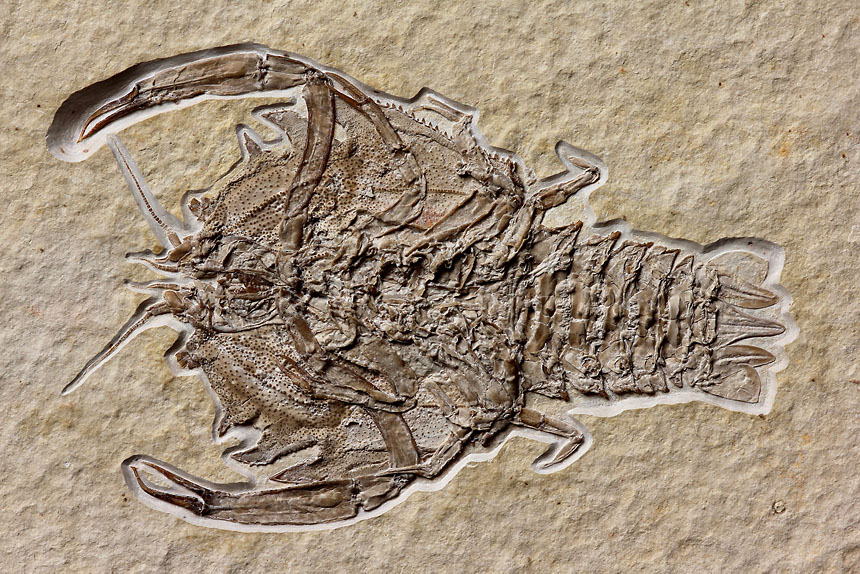 12 - Fossil des Monats Dezember 2017 - Steinkern.de FOSSIL DES JAHRES 2017