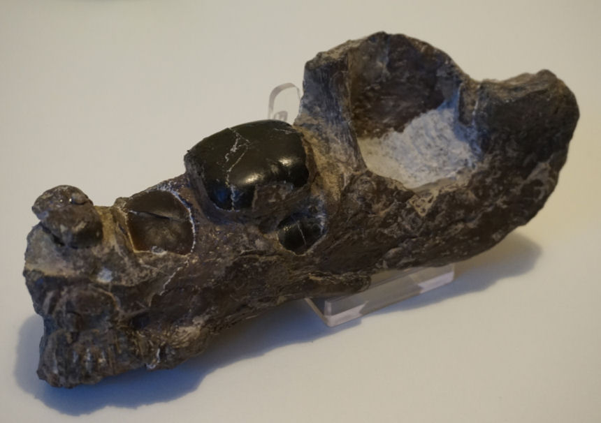 01 - Fossil des Monats Januar 2018