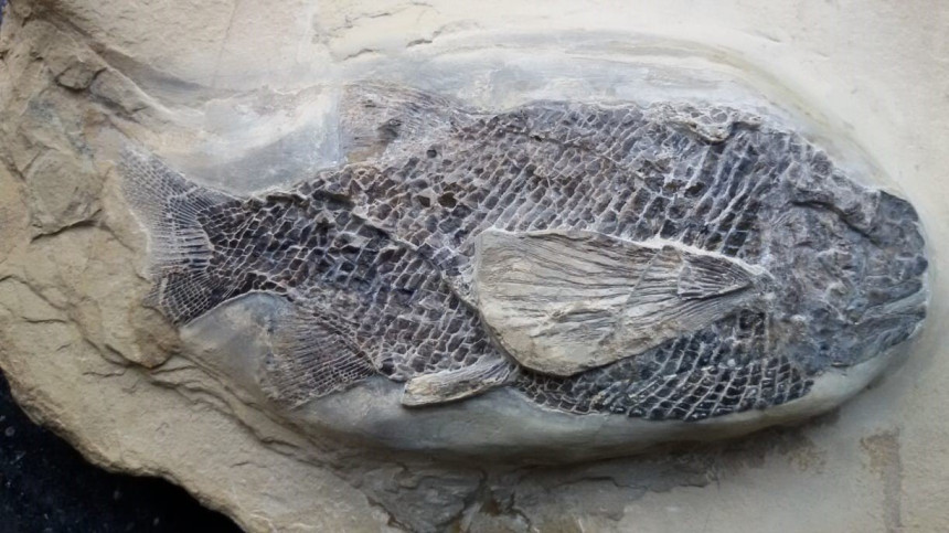 06 - Fossil des Monats Juni 2018