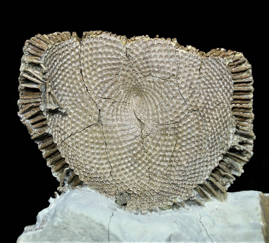 11 - Fossil des Monats November 2018