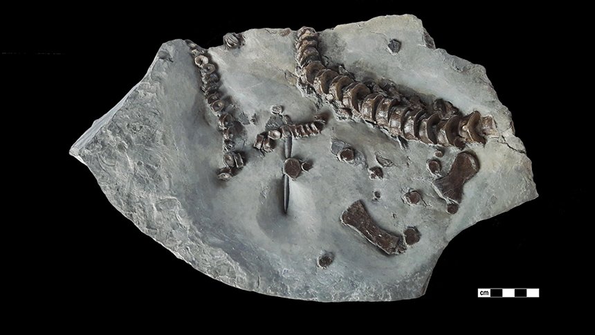02 - Fossil des Monats Februar 2019