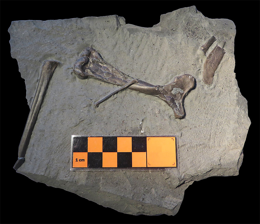 06 - Fossil des Monats Juni 2019