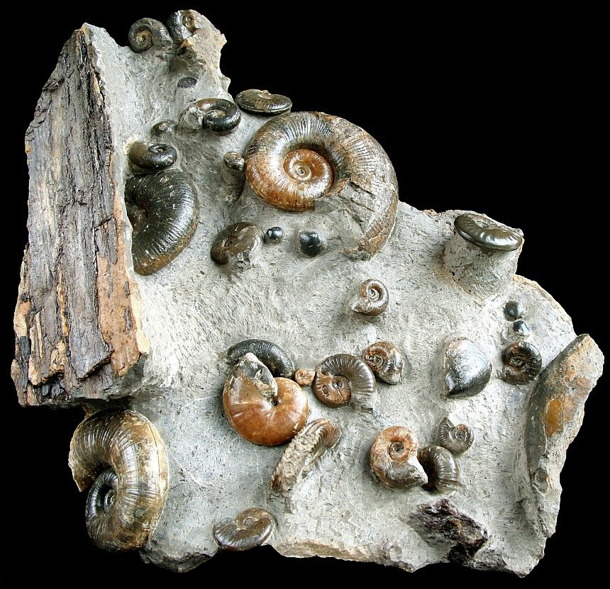 07 - Fossil des Monats Juli 2019