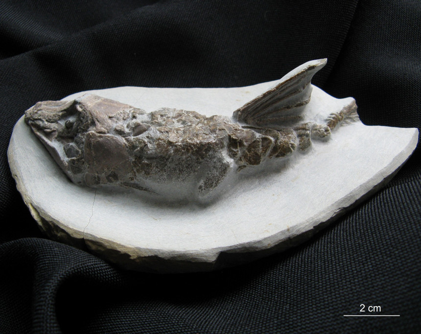 09 - Fossil des Monats September 2019 - Steinkern.de FOSSIL DES JAHRES 2019
