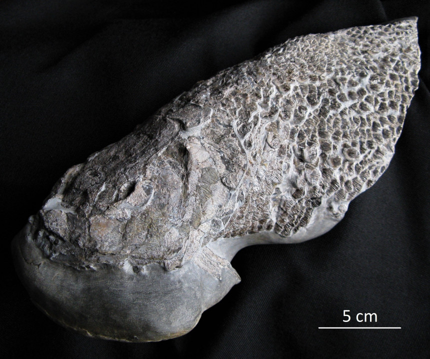 01 - Fossil des Monats Januar 2020