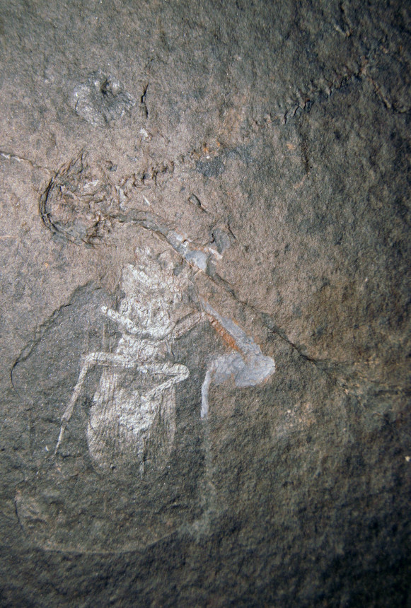 02 - Fossil des Monats Februar 2020