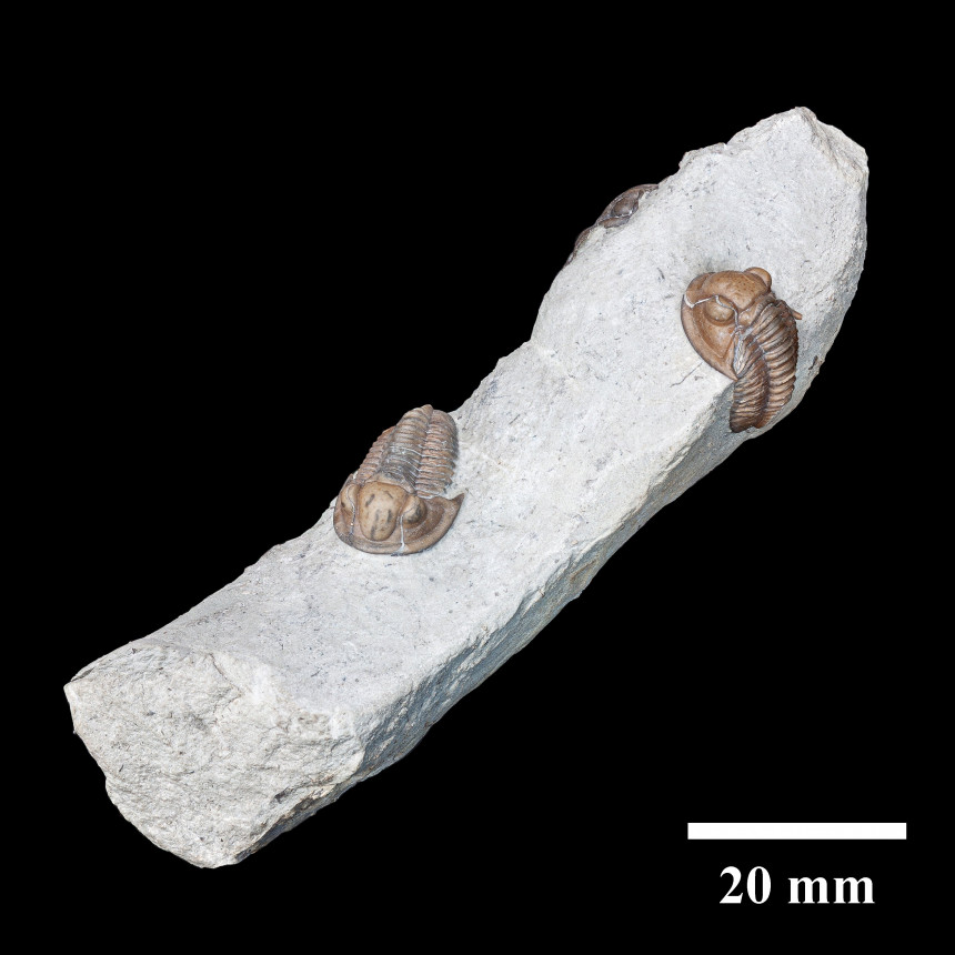 08 - Fossil des Monats August 2020