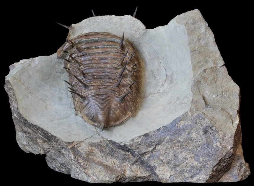 09 - Fossil des Monats September 2020