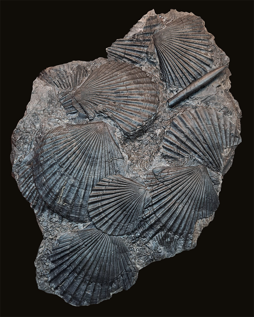 10 - Fossil des Monats Oktober 2020