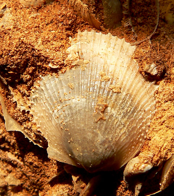 Meleagrinella sp.
