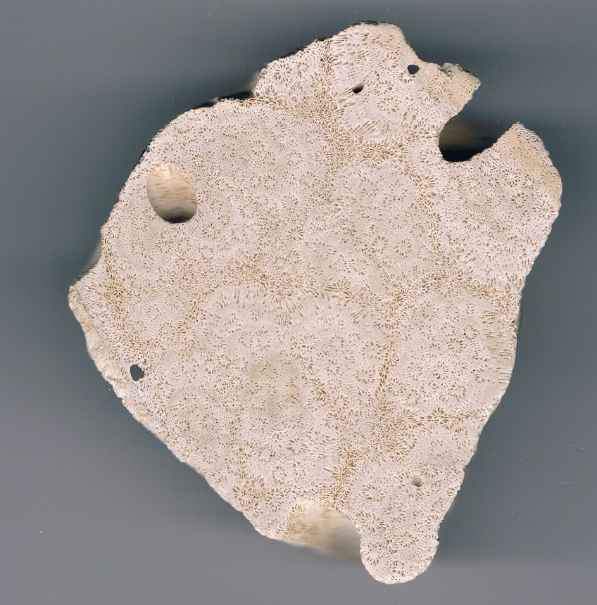 Thamnasteria sp. mit Muschelbohrungen