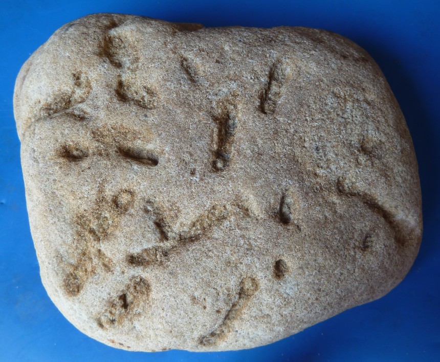 Diplocraterion parallelum TORELL, 1870