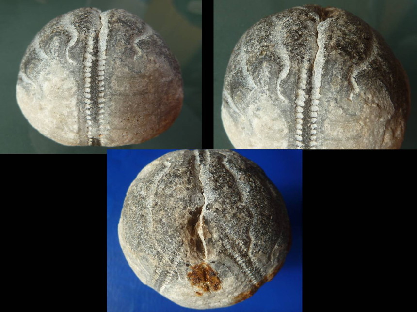 Galerites vulgaris mit Biss