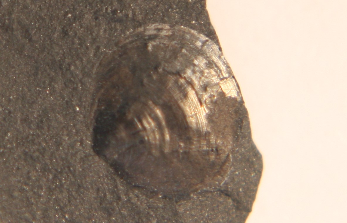 Broeggeria salteri ( Holl, 1865)