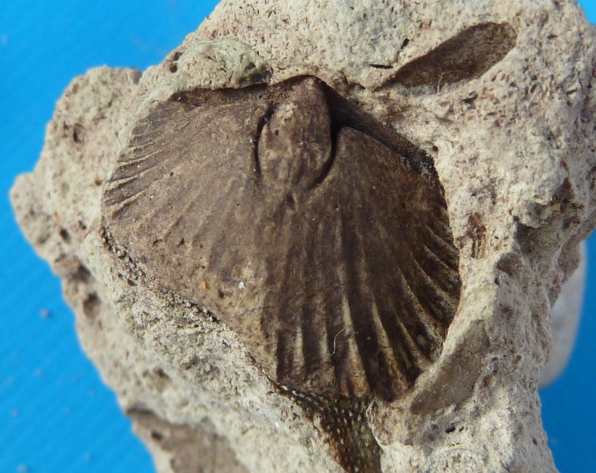 Orthis sp.