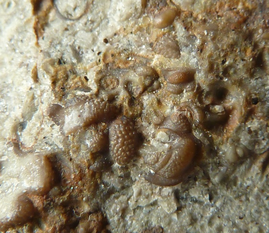 Nodibeyrichia tuberculata