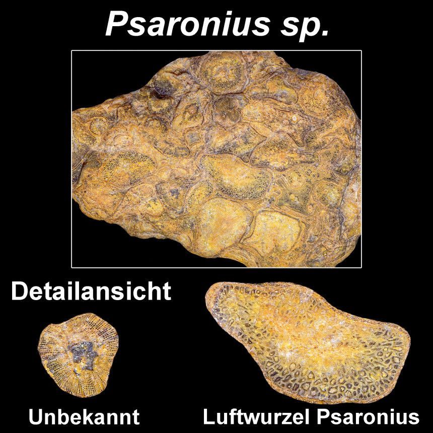 Psaronius sp.