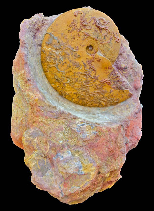 Ammonit Oxycerites orbis (GIEBEL)