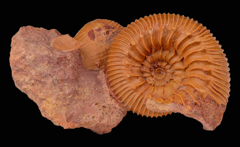 Cadomites altispinosus