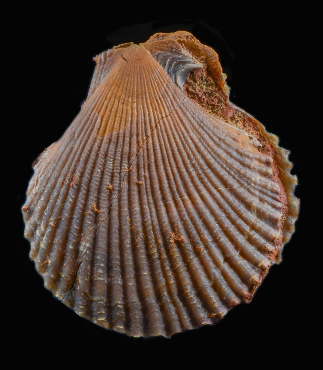 Chlamys textorius