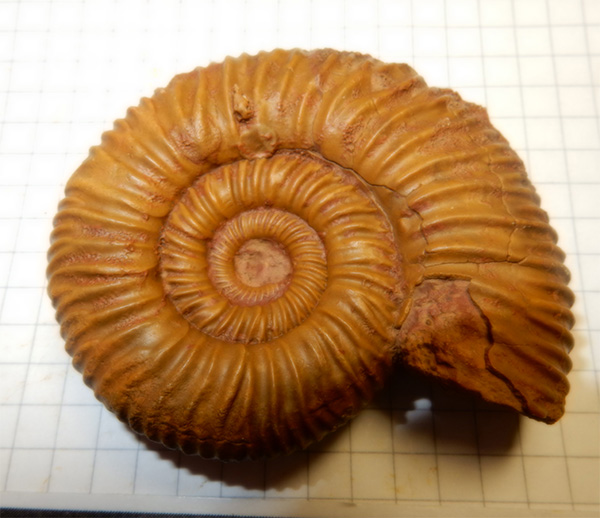 Choffatia sp.?