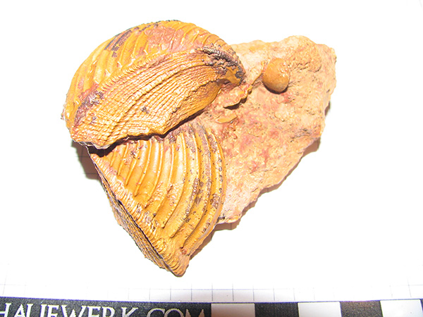 Trigonia costata