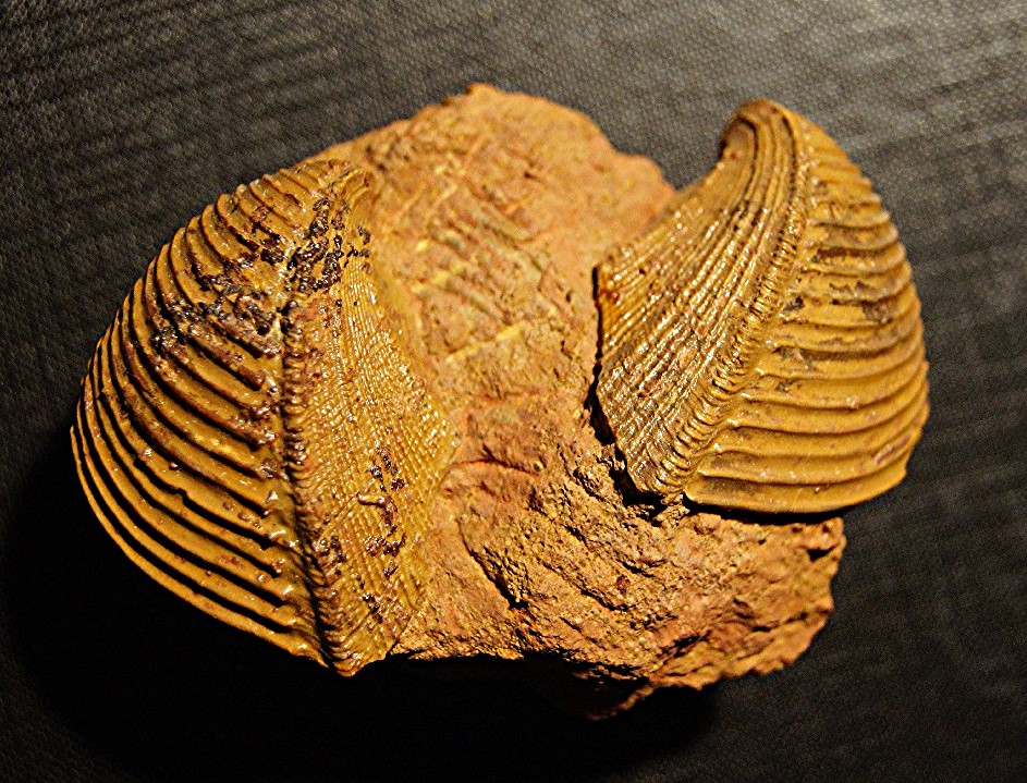 Trigonia costata (Parkinson)