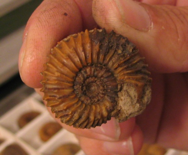 Strenoceras