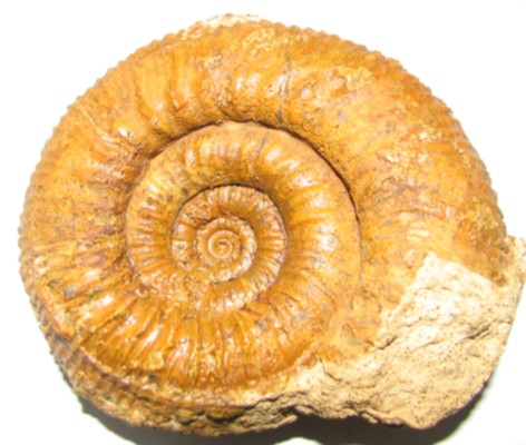 Stephanoceras scalare zogenreuthense