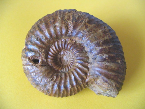 Garantiana sp.