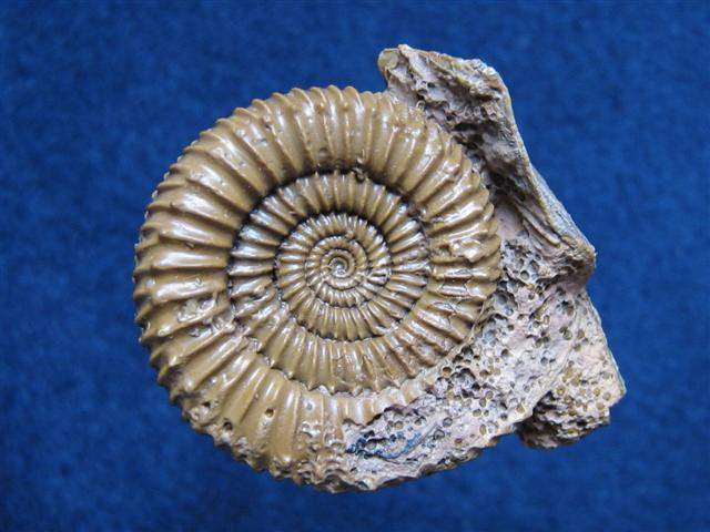 Caumontisphinctes bifurcus