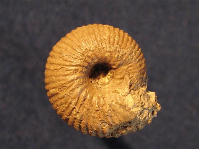 Chondroceras wrightii