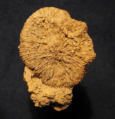 Koralle Montlivaltia