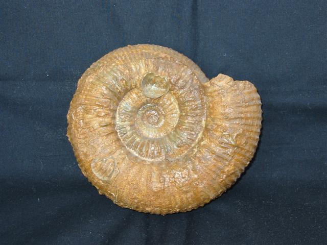 Stephanoceras humphriesanum