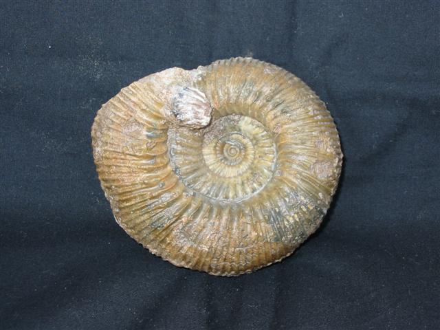 Stephanoceras humphriesanum mutabile