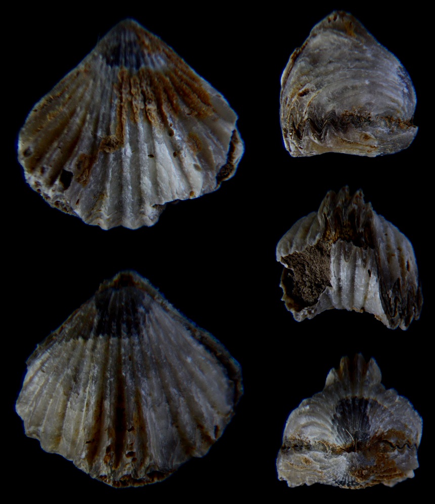 Brachiopode Rhynchonelloidella alemanica (ROLLIER 1911)