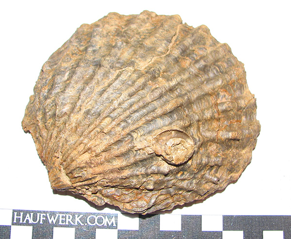 Ctenostreon