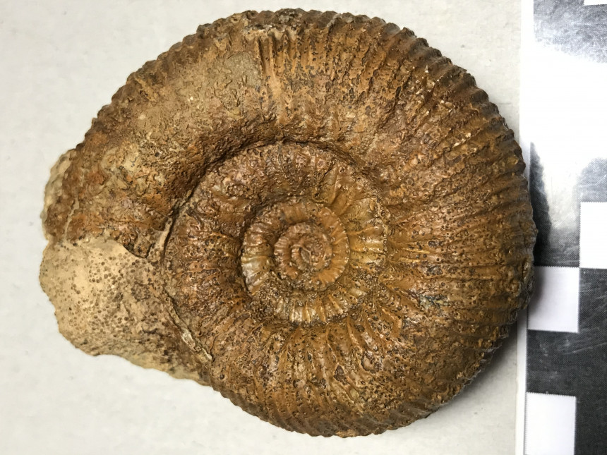 Stephanoceras sp.
