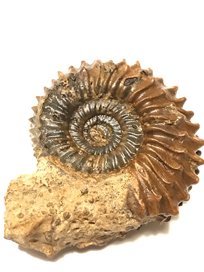 Strenoceras niortense
