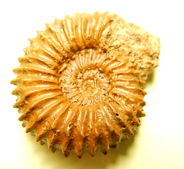 Strenoceras niortense
