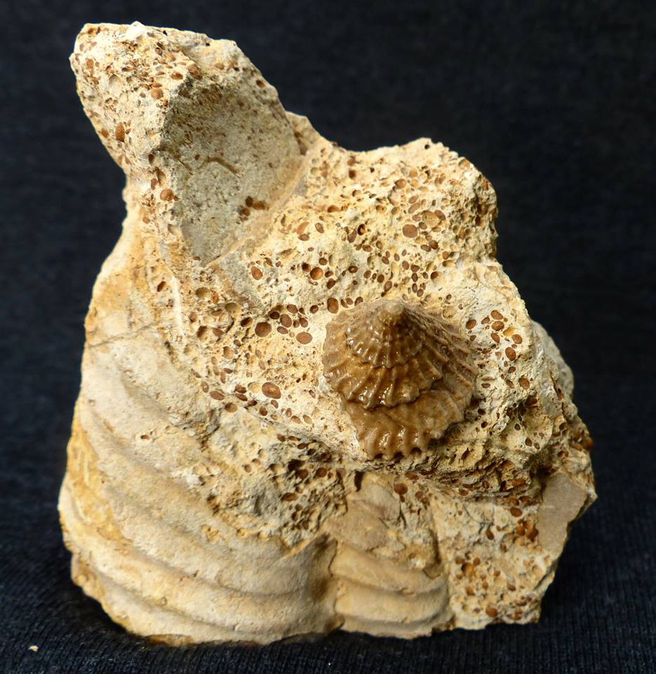Lamelliphorus ornatissimus ( D'orbigny 1853)