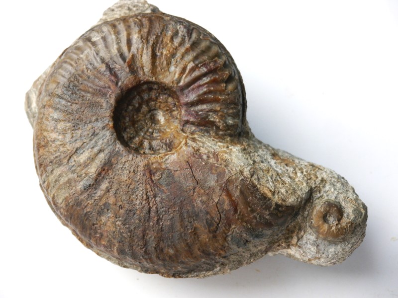 Steinkern.de Die Galerie Kategorie Aalenium