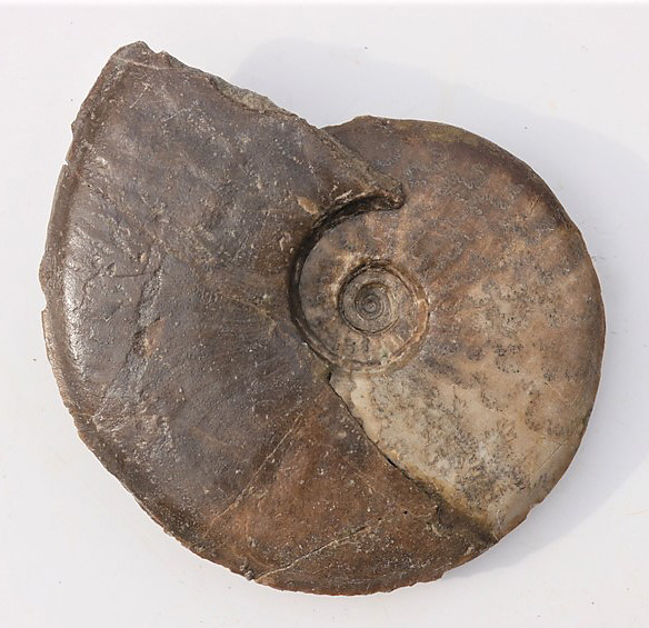 Steinkern.de Die Galerie Kategorie Aalenium