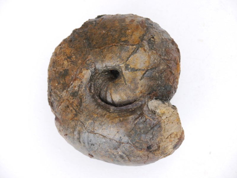 Bullatimorphites (Kheraiceras) bullatus