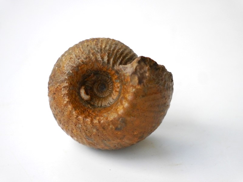 Steinkern.de Die Galerie Kategorie Callovium