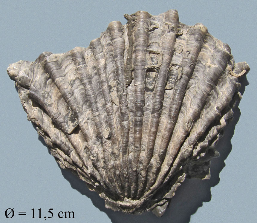 Ctenostreon proboscideum