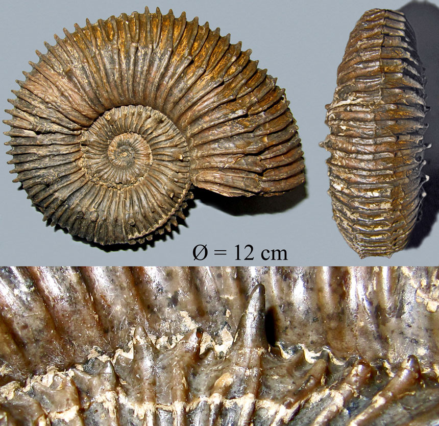 Kosmoceras spinosum