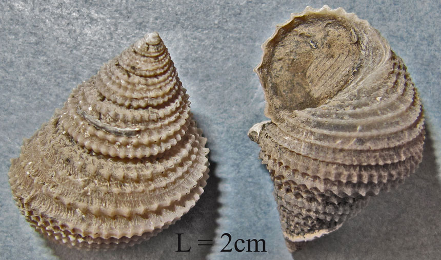 Ooliticia meriani (MÜNSTER in GOLDFUSS, 1844)