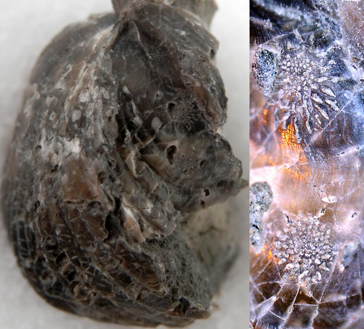 Podichnus centrifugalis BROMLEY & SURLYK, 1973